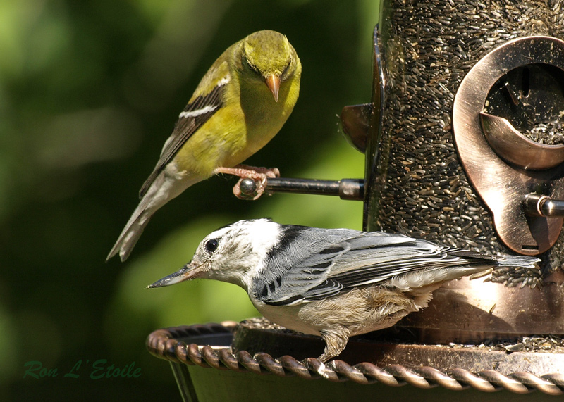 White-Breasted Nuthatch & Female Goldfinch