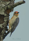 Male Red-Headed Woodpecker