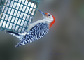 Male Red-Headed Woodpecker