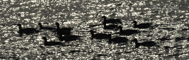 Ducks at Sunset 