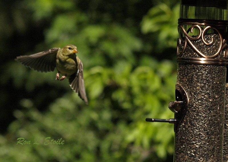 Female Goldfinch in Flight