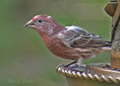 Male Purple Finch