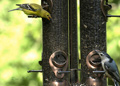 Female Goldfinch Intimidating a Nuthatch