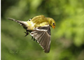Female Goldfinch in Flight