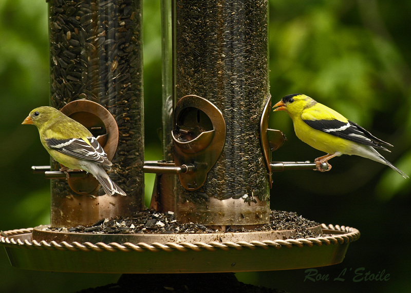 Male & Female Goldfinch