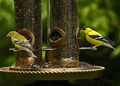 Male, Female Goldfinch & Nuthatch
