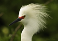 Snowy Egret - Breeding Plumage