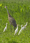 Sandhill Crane & Cattle Egrets