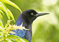 Common or Boat-Tailed Grackle