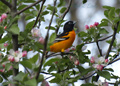 Northern Baltimore Oriole