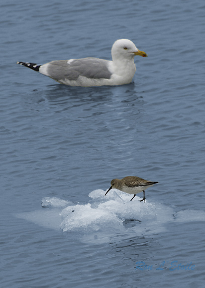 Spotted Sandpiper & Ring-Billed Gull