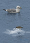 Spotted Sandpiper & Ring Billed Gull