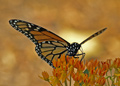 Monarch, Danaus plexippus