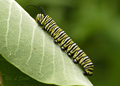 Monarch caterpillar, Danaus plexippus