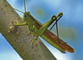 Female Obscure Birdwing Grasshopper