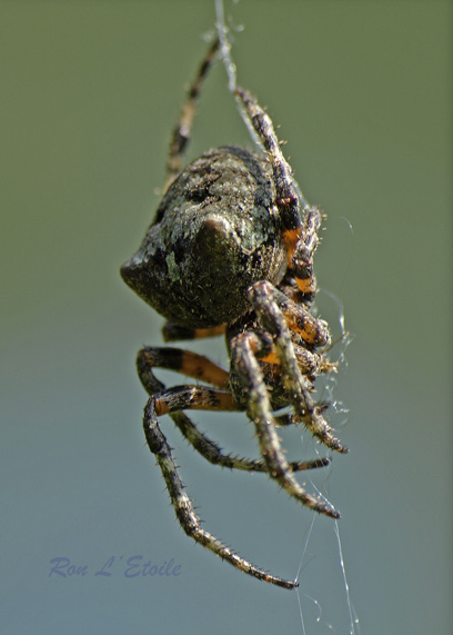 Araneus Saveus Orb Weaver Spider