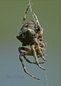 Araneus Saveus Orb Weaver
