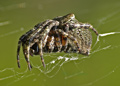 Araneus Saveus Orb Weaver