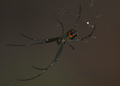 Black Widow Spider (I Think)