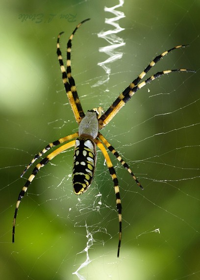 Female Black and Yellow Argiope Spider