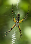 Black and Yellow Argiope - Female