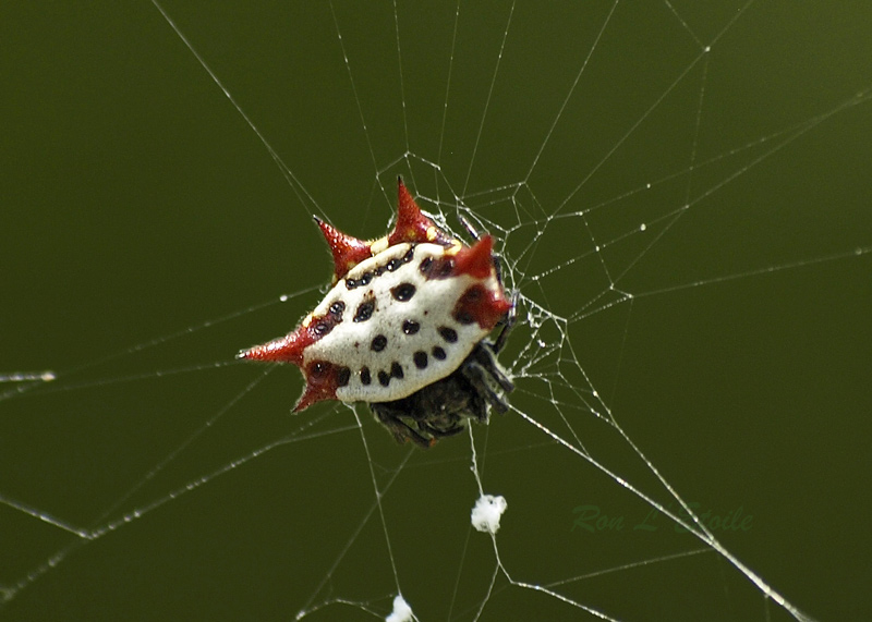Spiny Orb Weaver Spider