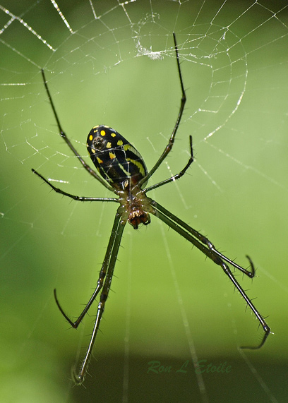 Unidentified Spider