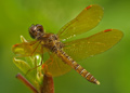 male eastern amberwing dragonfly, perithemis tenera