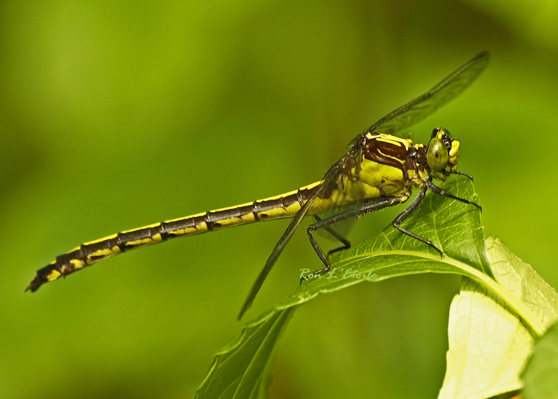 Black Shouldered Spinyleg, dromogomphus spinosus