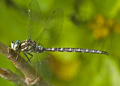 Male Shadow Darner dragonfly, aeshna umbrosa