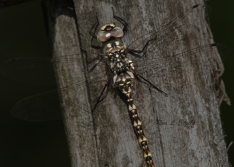 Harlequin Darner - Male Juvenile dragonfly, gomphaeschna furcillata