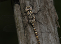 Harlequin Darner - Juvenile Male dragonfly, gomphaeschna furcillata