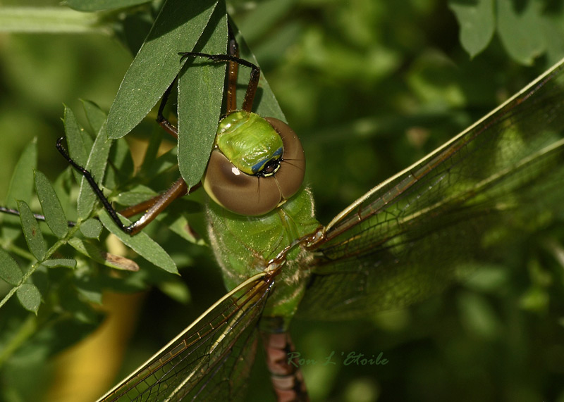 Female Common Green Darner dragonfly, anax junius