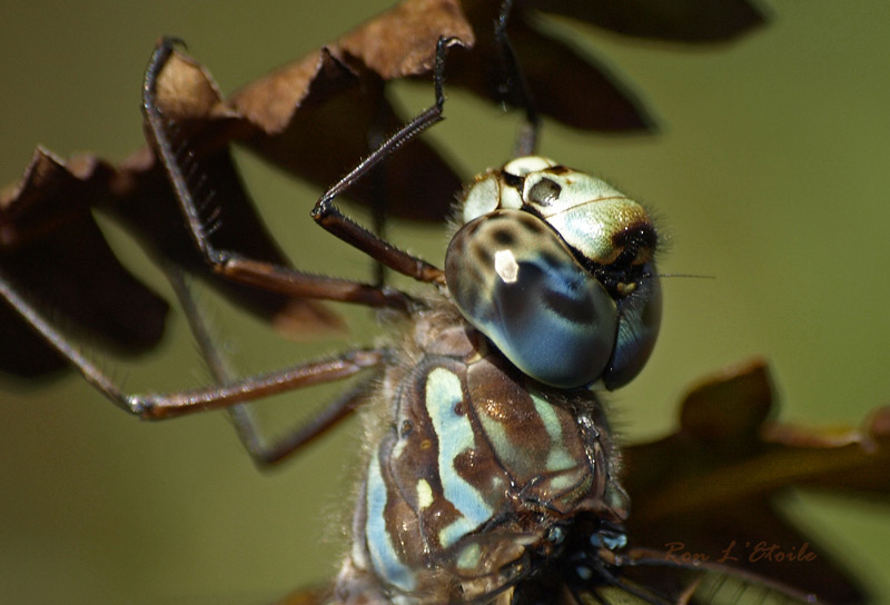 Male Canada Darner dragonfly, aeshna canadensis