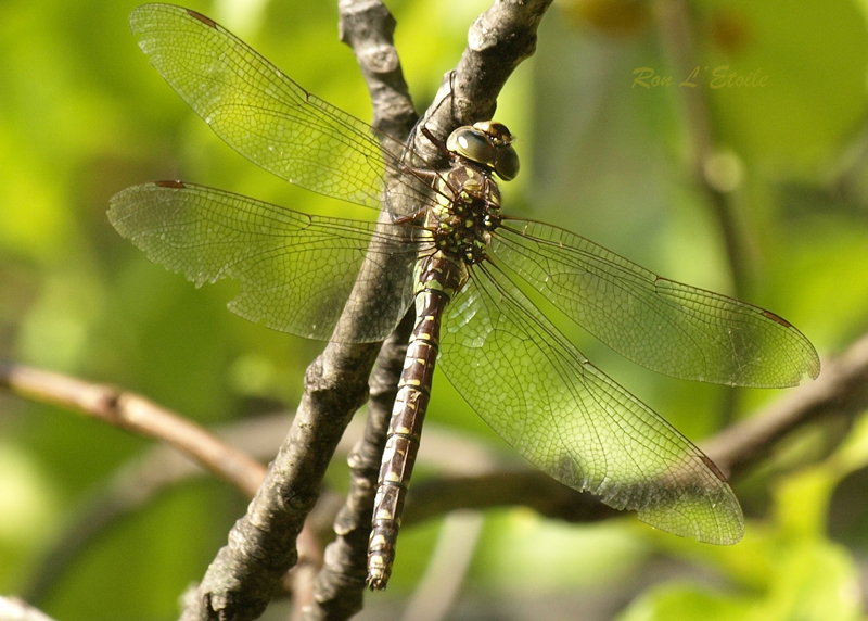 Female Green Striped Darner dragonfly, aeshna verticalis