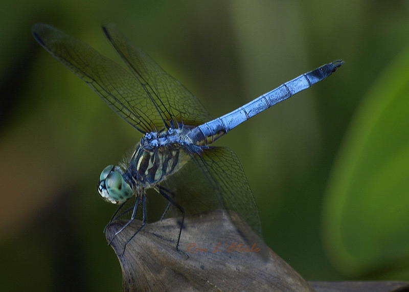 Male Blue Dasher dragonfly, pachydiplax longipennis