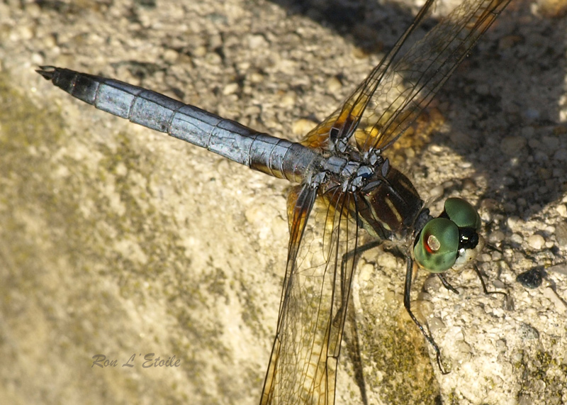 Male Blue Dasher dragonfly, pachydiplax longipennis