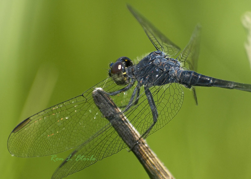 Male Seaside Dragonlet dragonfly, erythrodiplax berenice