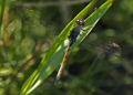 Female Seaside Dragonlet - Mature Unspotted Form dragonfly, erythrodiplax berenice