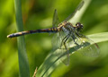 Female Seaside Dragonlet Mature Spotted Form dragonfly, erythrodiplax berenice