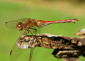 Female Yellow-Legged Meadowhawk dragonfly, sympetrum vicinum