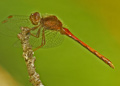 Male Yellow-Legged Meadowhawk dragonfly, sympetrum vicinum
