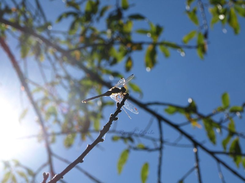 Female Yellow-Legged Meadowhawk dragonfly, sympetrum vicinum