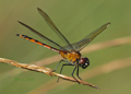 Immature Female 4-Stotted Pennant dragonfly, Brachymesia Gravida