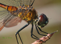 Immature Female 4-Stotted Pennant dragonfly, Brachymesia Gravida