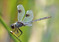Four-Spotted Pennant dragonfly, Brachymesia gravida
