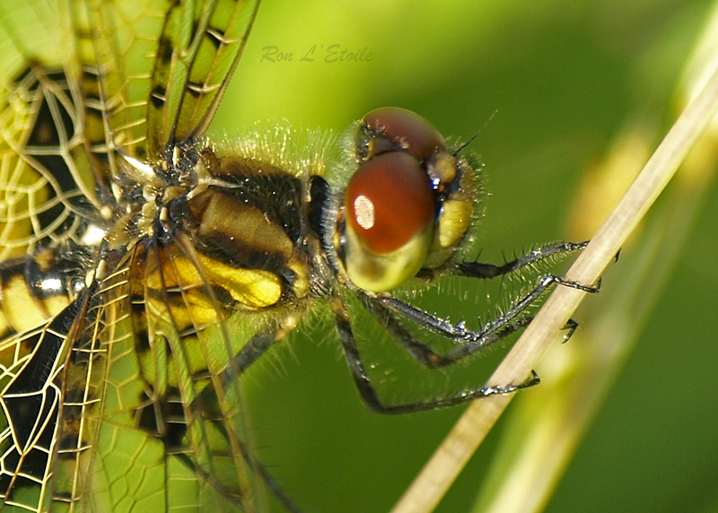 Female Calico Pennant dragonfly, Celithemis Elisa