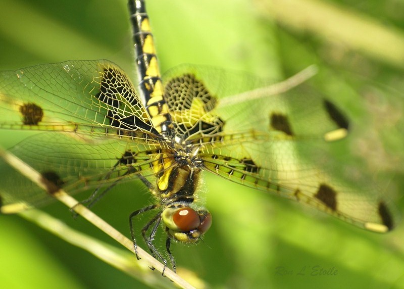 Female Calico Pennant dragonfly, Celithemis Elisa