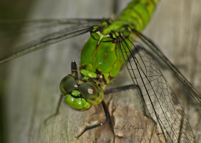 Female Eastern Pondhawk dragonfly, erythemis simplicicollis