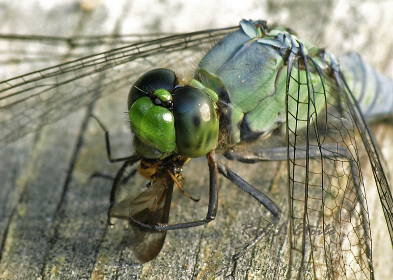 Male Eastern Pondhawk dragonfly, erythemis simplicicollis